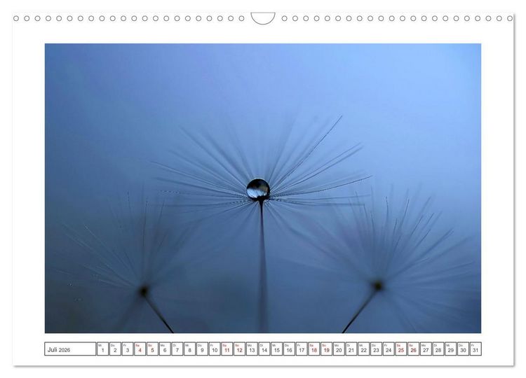 Produktbild: Zauberhafte Pusteblumen (Wandkalender 2026 DIN A3 quer), CALVENDO Monatskalender