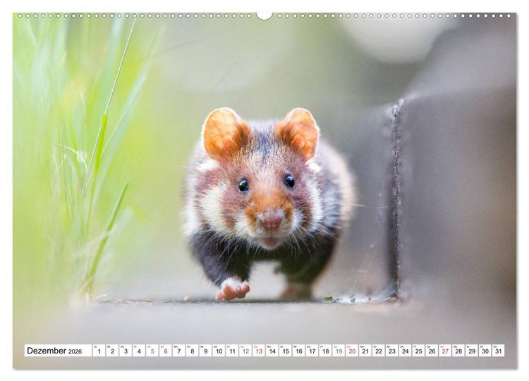 Produktbild: Herzige Feldhamster - farbenfrohe Nagetiere im st&auml;dtischen Lebensraum (hochwertiger Premium Wandkalender 2026 DIN A2 quer), Kunstdruck in Hochglanz