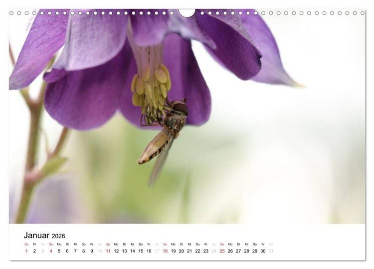 Produktbild: Zarte Natur 2026 (Wandkalender 2026 DIN A3 quer), CALVENDO Monatskalender