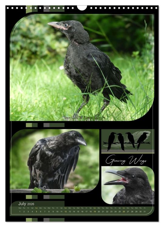 Produktbild: Crows - Through the Seasons (Wall Calendar 2026 DIN A3 portrait), CALVENDO 12 Month Wall Calendar