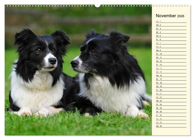 Produktbild: Border Collie 2026 (hochwertiger Premium Wandkalender 2026 DIN A2 quer), Kunstdruck in Hochglanz