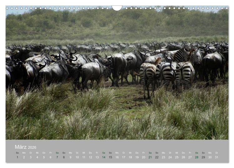 Produktbild: Safari Impressionen / Kenia (Wandkalender 2026 DIN A3 quer), CALVENDO Monatskalender