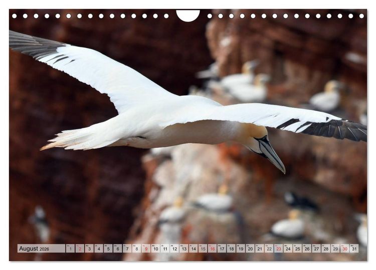 Produktbild: Sch&ouml;ne Basst&ouml;lpel (Wandkalender 2026 DIN A4 quer), CALVENDO Monatskalender