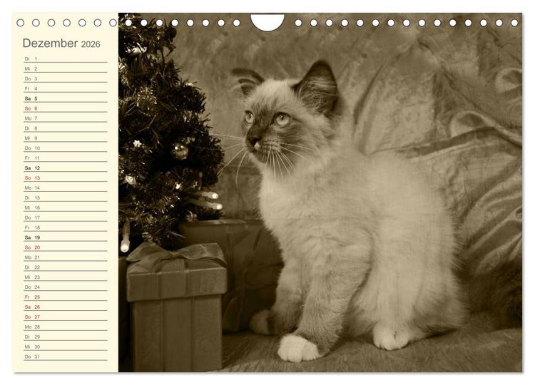 Produktbild: Oma's Katzenkalender 2026 (Wandkalender 2026 DIN A4 quer), CALVENDO Monatskalender