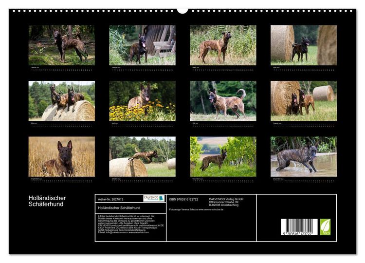 Produktbild: Holl&auml;ndischer Sch&auml;ferhund (hochwertiger Premium Wandkalender 2026 DIN A2 quer), Kunstdruck in Hochglanz