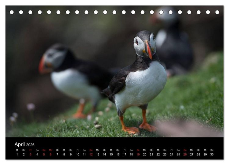 Produktbild: Papageientaucher 2026 (Tischkalender 2026 DIN A5 quer), CALVENDO Monatskalender