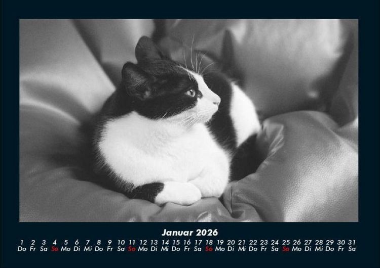 Produktbild: F&uuml;r Katzenfreunde 2026 Fotokalender DIN A4
