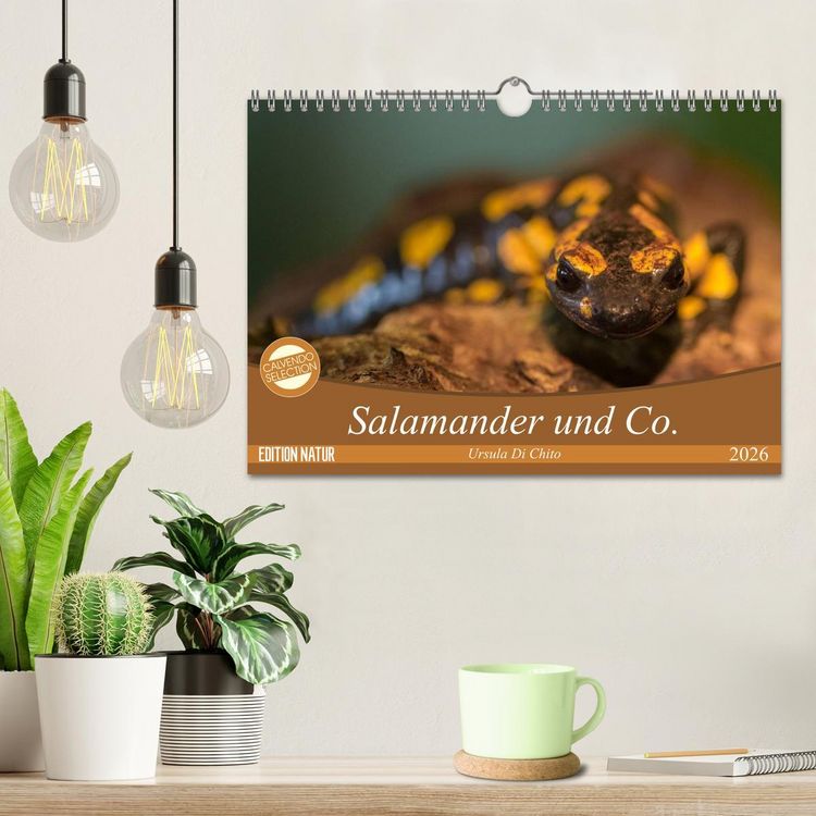 Produktbild: Salamander und Co. (Wandkalender 2026 DIN A4 quer), CALVENDO Monatskalender