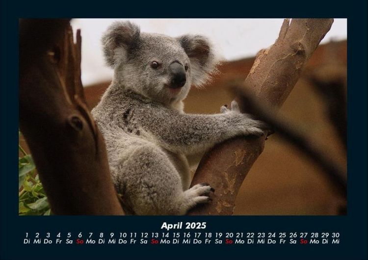 Produktbild: Koala 2025 Fotokalender DIN A4