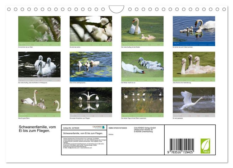 Produktbild: Schwanenfamilie, vom Ei bis zum Fliegen. (Wandkalender 2026 DIN A4 quer), CALVENDO Monatskalender