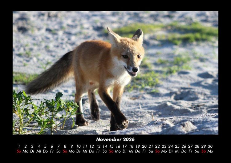 Produktbild: Der Tierkalender 2026 Fotokalender DIN A3