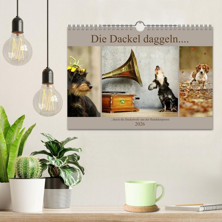 Produktbild: Die Dackel daggeln.... (Wandkalender 2026 DIN A4 quer), CALVENDO Monatskalender