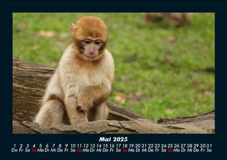 Produktbild: Tierkalender 2025 Fotokalender DIN A5