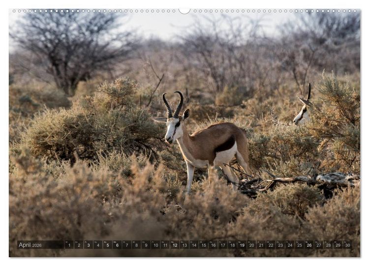 Produktbild: ETOSHA &ndash; Namibia Highlights (hochwertiger Premium Wandkalender 2026 DIN A2 quer), Kunstdruck in Hochglanz