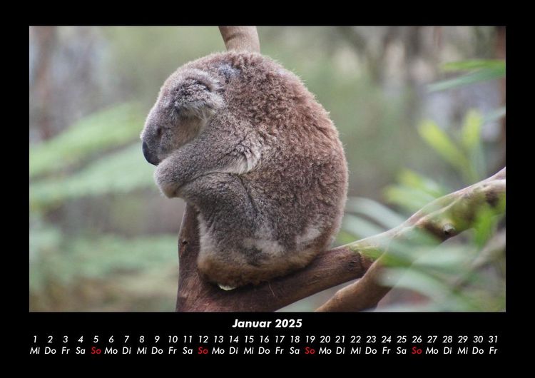 Produktbild: Koala 2025 Fotokalender DIN A3