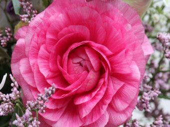 Produktbild: CALVENDO Puzzle Perfekte Ranunkelbl&uuml;te | 1000 Teile Lege-Gr&ouml;&szlig;e 64x48cm Foto-Puzzle f&uuml;r gl&uuml;ckliche Stunden