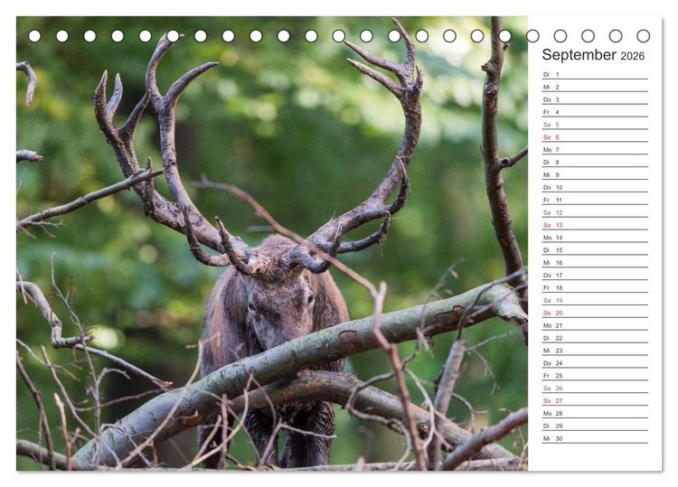 Produktbild: Emotionale Momente: Hirschbrunft. Part II. (Tischkalender 2026 DIN A5 quer), CALVENDO Monatskalender
