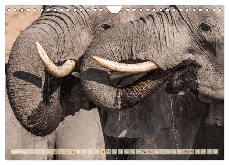 Produktbild: Chobe River - Eine spannende Flussfahrt in Botswana (Wandkalender 2026 DIN A4 quer), CALVENDO Monatskalender