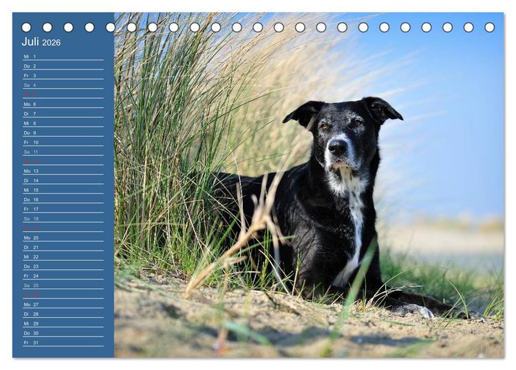 Produktbild: Eine bunte Mischung - wundersch&ouml;ne Mischlingshunde / Geburtstagskalender (Tischkalender 2026 DIN A5 quer), CALVENDO Monatskalender