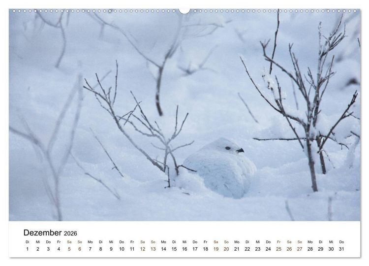 Produktbild: Finnland: eine tierische Entdeckungsreise (Wandkalender 2026 DIN A2 quer), CALVENDO Monatskalender