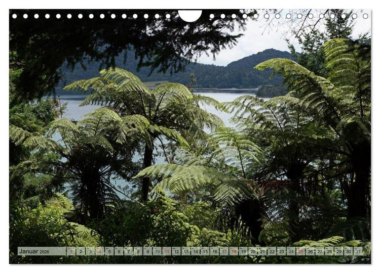Produktbild: Prim&auml;rwald - Neuseeland (Wandkalender 2026 DIN A4 quer), CALVENDO Monatskalender