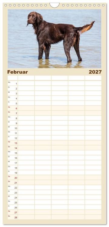 Produktbild: Familienplaner 2027 - Freunde auf vier Pfoten am Strand mit 5 Spalten (Wandkalender, 21 x 45 cm) CALVENDO
