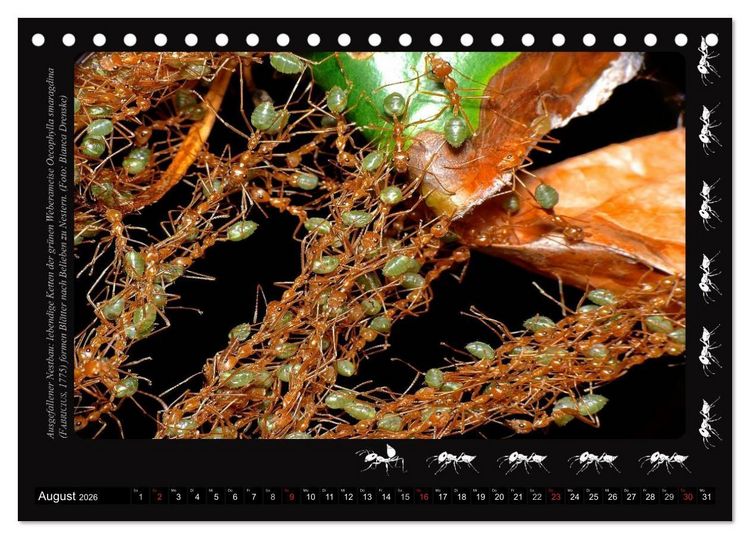 Produktbild: AntsNature - Faszination Ameisen (Tischkalender 2026 DIN A5 quer), CALVENDO Monatskalender