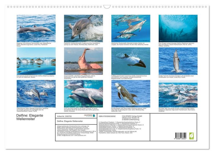 Produktbild: Delfine: Elegante Wellenreiter (Wandkalender 2027 DIN A2 quer), CALVENDO Monatskalender