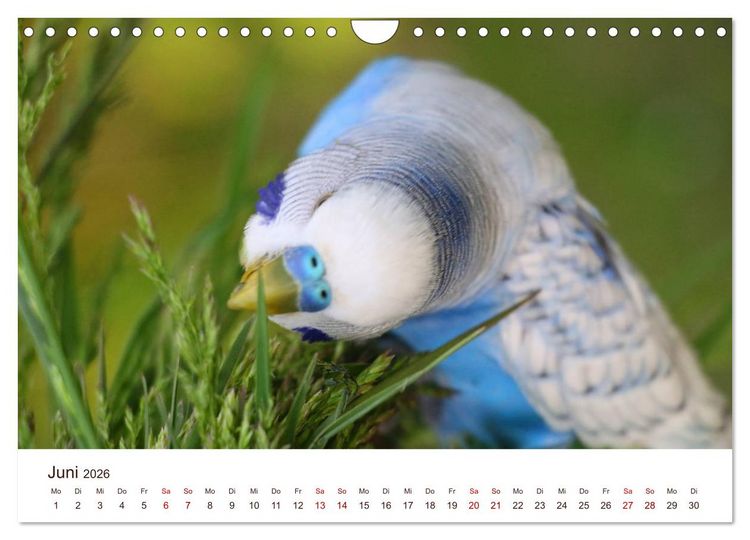 Produktbild: Wellensittiche - der NEUE Kalender (Wandkalender 2026 DIN A4 quer), CALVENDO Monatskalender