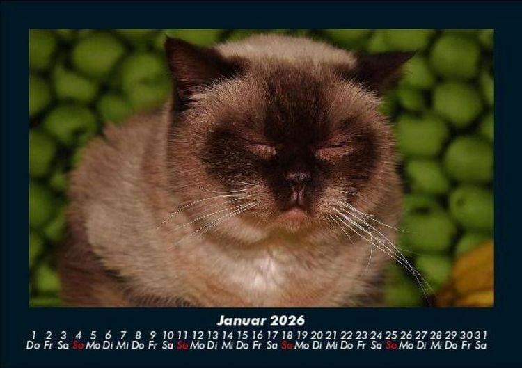 Produktbild: F&uuml;r Katzenfreunde 2026 Fotokalender DIN A5