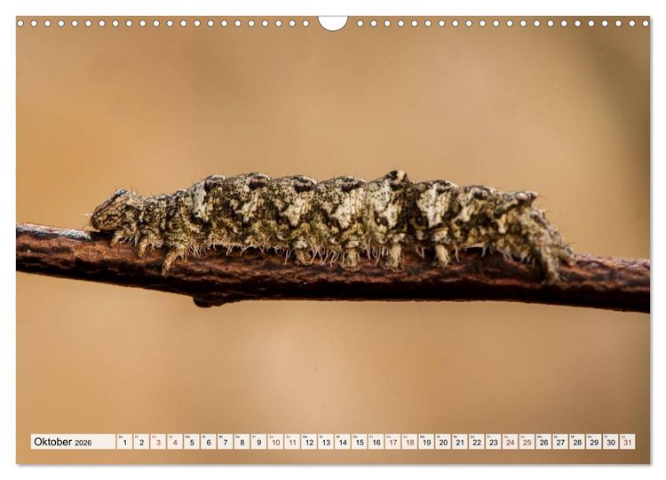 Produktbild: INSEKTEN GANZ NAHE (Wandkalender 2026 DIN A3 quer), CALVENDO Monatskalender
