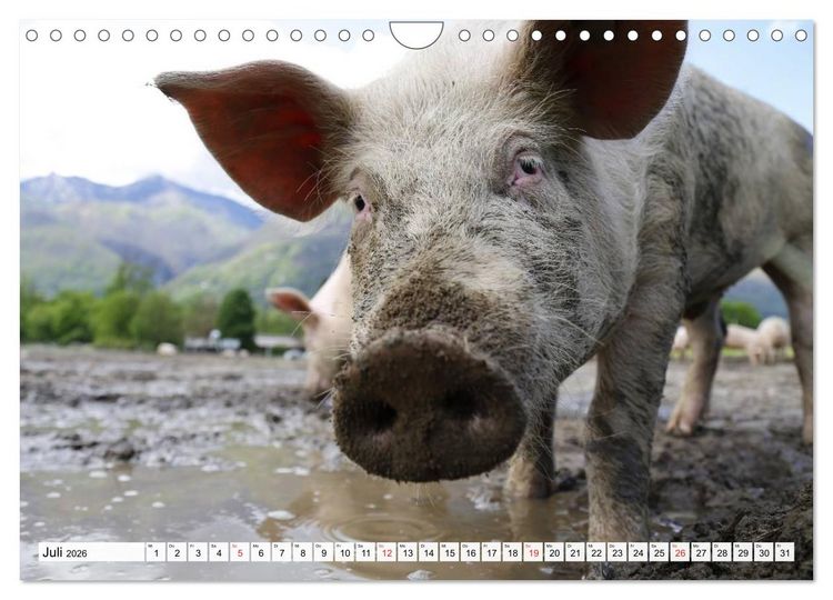 Produktbild: Von S&auml;uen die Schwein haben! (Wandkalender 2026 DIN A4 quer), CALVENDO Monatskalender