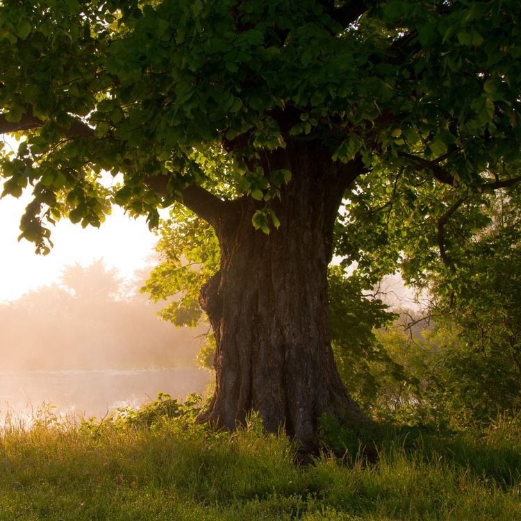 Produktbild: The Tree