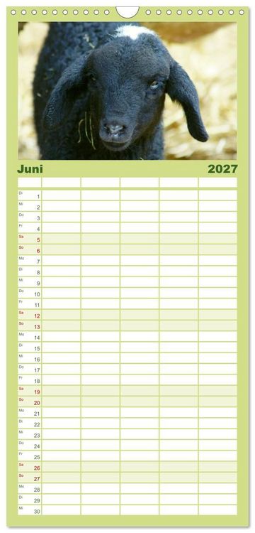 Produktbild: Familienplaner 2027 - Das Leben der Schafe mit 5 Spalten (Wandkalender, 21 x 45 cm) CALVENDO
