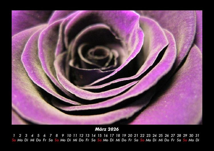 Produktbild: Rosentraum 2026 Fotokalender DIN A3