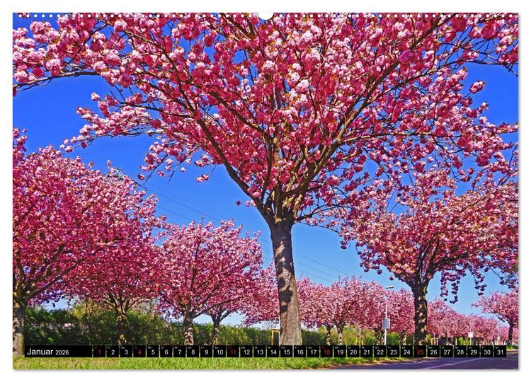 Produktbild: Fr&uuml;hling in Magdeburg (hochwertiger Premium Wandkalender 2026 DIN A2 quer), Kunstdruck in Hochglanz