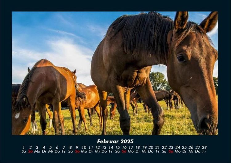 Produktbild: Die Welt der Pferde 2025 Fotokalender DIN A4
