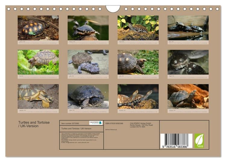 Produktbild: Turtles and Tortoise / UK-Version (Wall Calendar 2026 DIN A4 landscape), CALVENDO 12 Month Wall Calendar