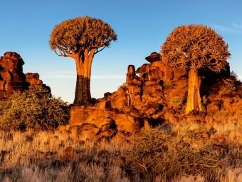 Produktbild: CALVENDO Puzzle K&ouml;cherbaum im Abendlicht in der Namib W&uuml;ste in Namibia | 1000 Teile Lege-Gr&ouml;&szlig;e 64x48cm Foto-Puzzle f&uuml;r gl&uuml;ckliche Stunden