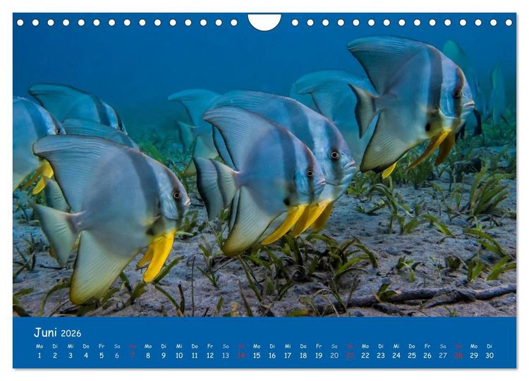Produktbild: Unterwasserwelten (Wandkalender 2026 DIN A4 quer), CALVENDO Monatskalender