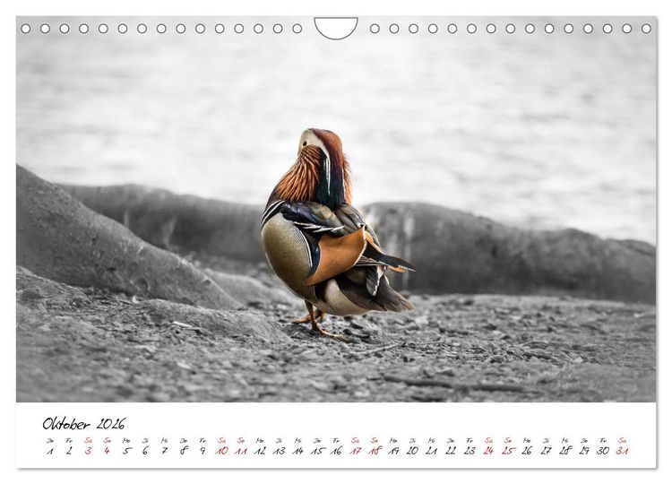 Produktbild: Abenteuer einer Mandarinente (Wandkalender 2026 DIN A4 quer), CALVENDO Monatskalender