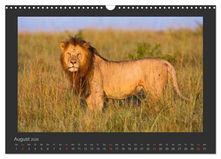 Produktbild: L&ouml;wen Wildlife-Fotografien (Wandkalender 2026 DIN A3 quer), CALVENDO Monatskalender