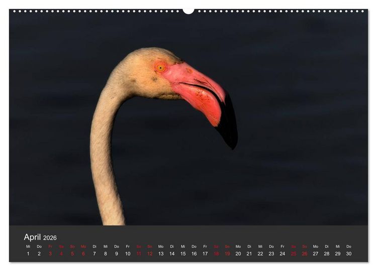 Produktbild: Pretty Flamingo (Wandkalender 2026 DIN A2 quer), CALVENDO Monatskalender