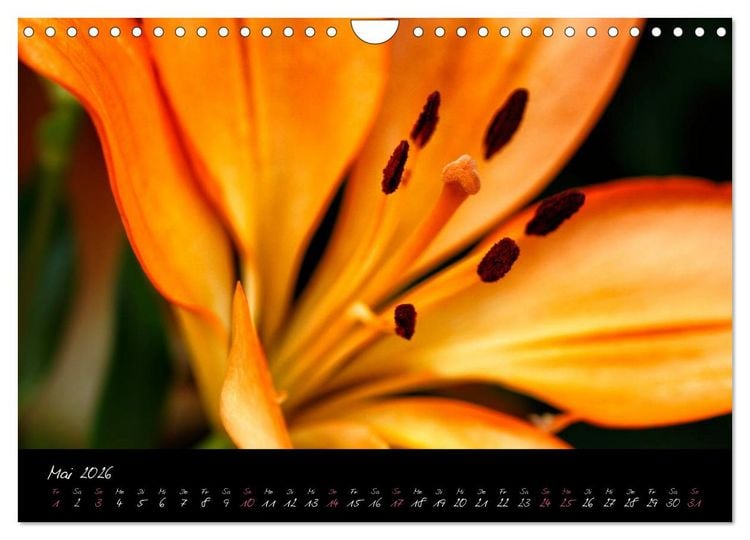 Produktbild: Floral Portraits - Blumen Impression (Wandkalender 2026 DIN A4 quer), CALVENDO Monatskalender
