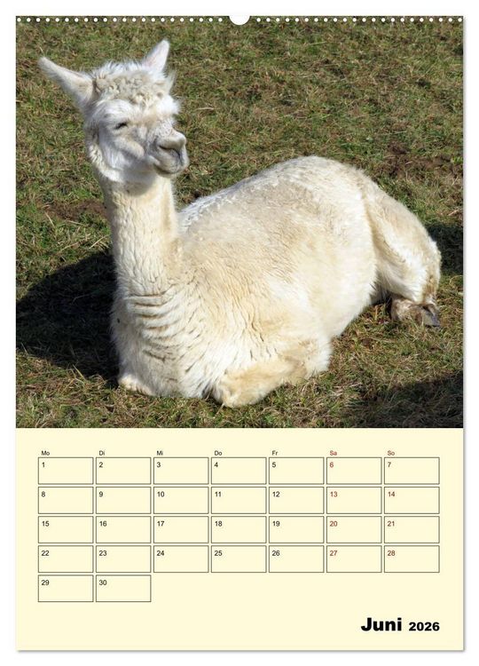 Produktbild: Alpakas erleben (hochwertiger Premium Wandkalender 2026 DIN A2 hoch), Kunstdruck in Hochglanz