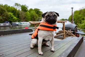 Produktbild: Ein Mops zum Verlieben