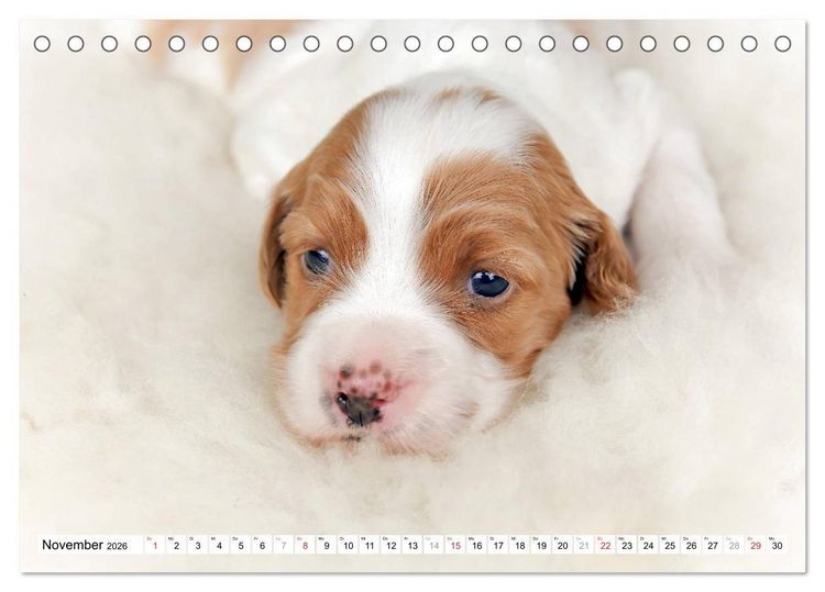 Produktbild: Irish Red and White Setter Welpen (Tischkalender 2026 DIN A5 quer), CALVENDO Monatskalender