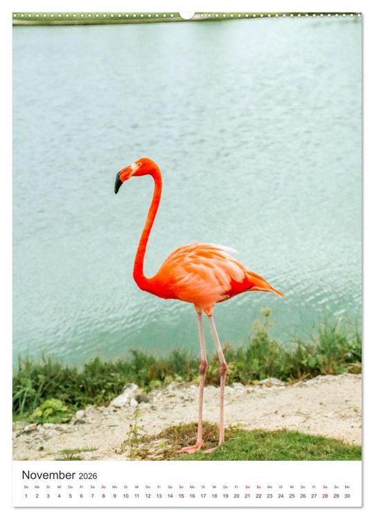 Produktbild: Flamingos in rosa Federpracht. (hochwertiger Premium Wandkalender 2026 DIN A2 hoch), Kunstdruck in Hochglanz