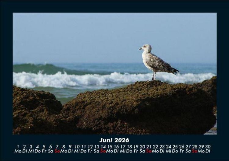 Produktbild: M&ouml;wen 2026 Fotokalender DIN A5