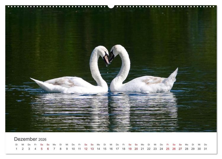 Produktbild: Schw&auml;ne - Prachtvolle Federkleider. (hochwertiger Premium Wandkalender 2026 DIN A2 quer), Kunstdruck in Hochglanz